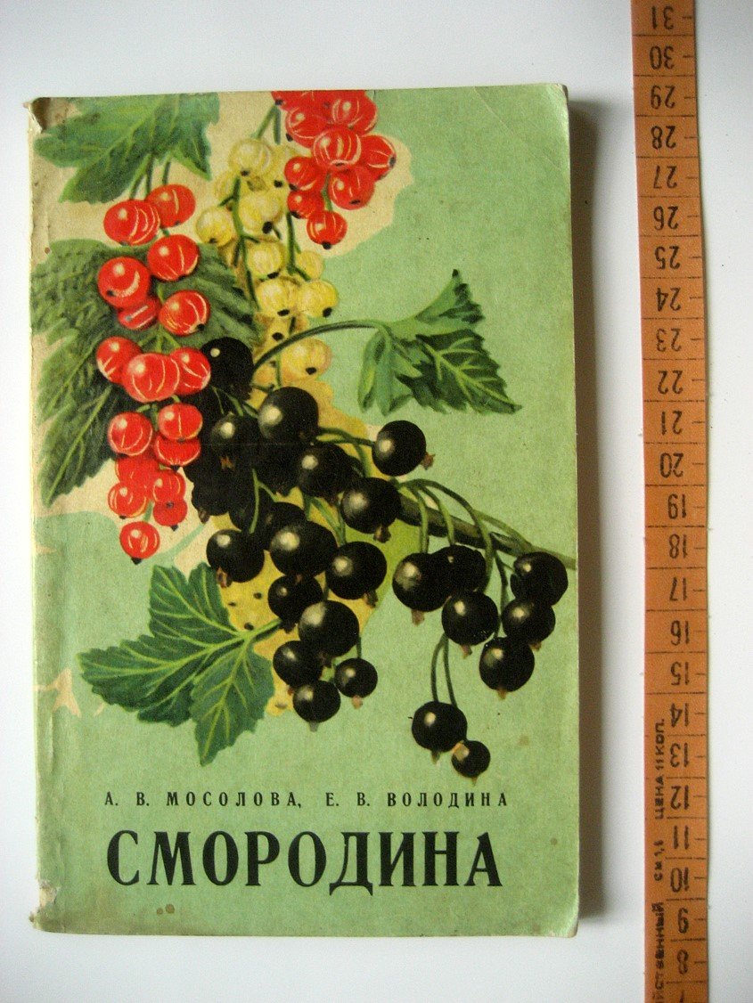 Мосолова А., Володина Е. Смородина.