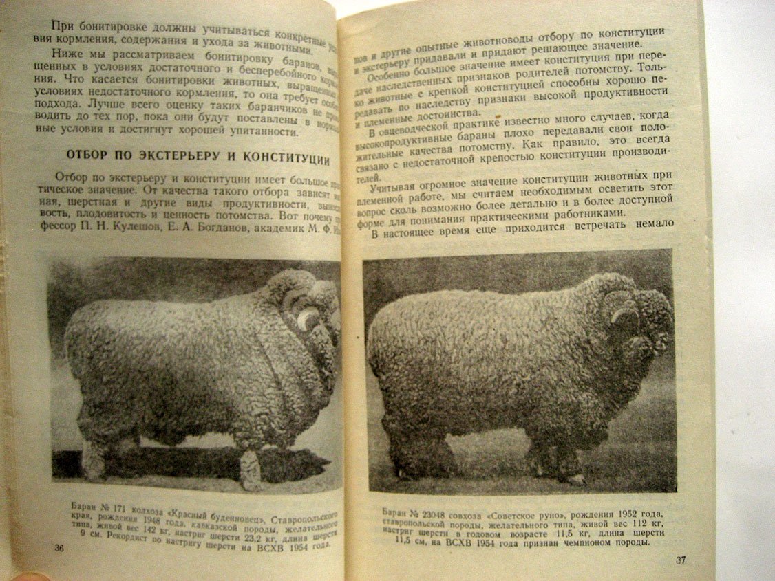 Граудынь Н., Тимашев И. Выращивание, отбор и использование тонкорунных баранов
