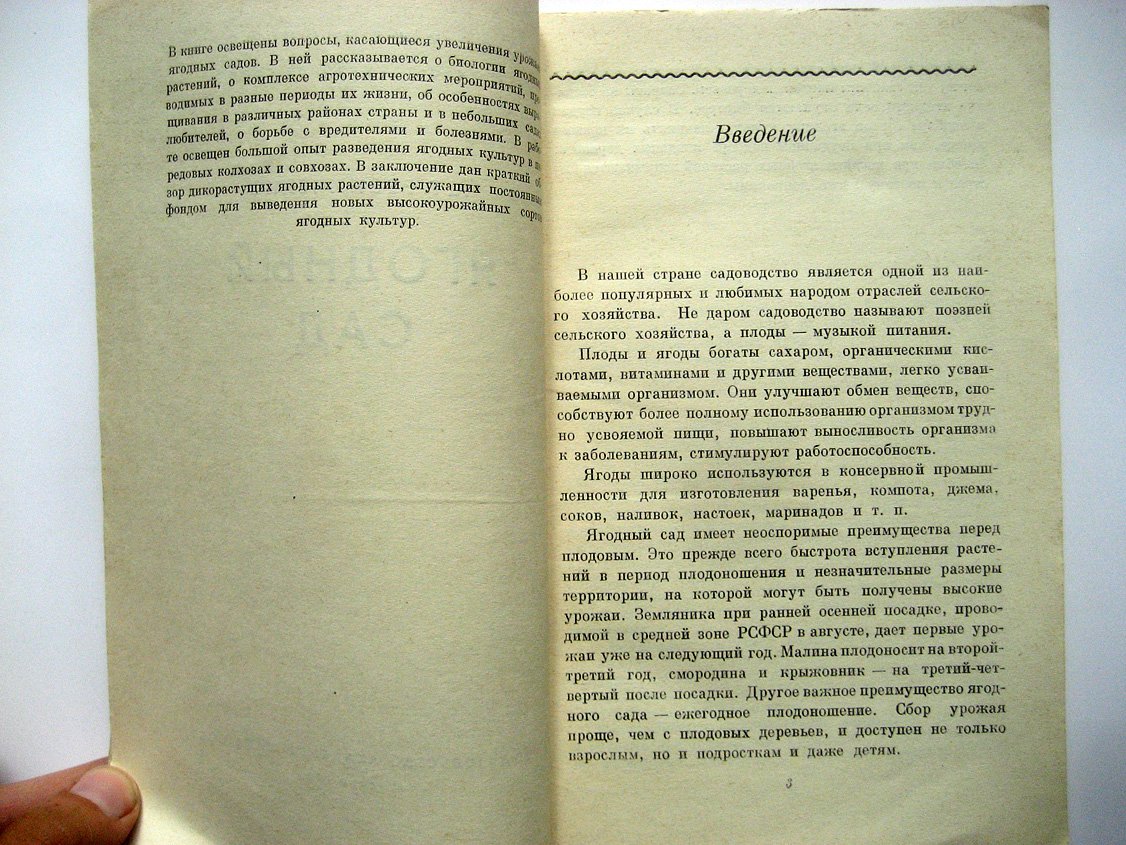 Резниченко А. Ягодный сад.
