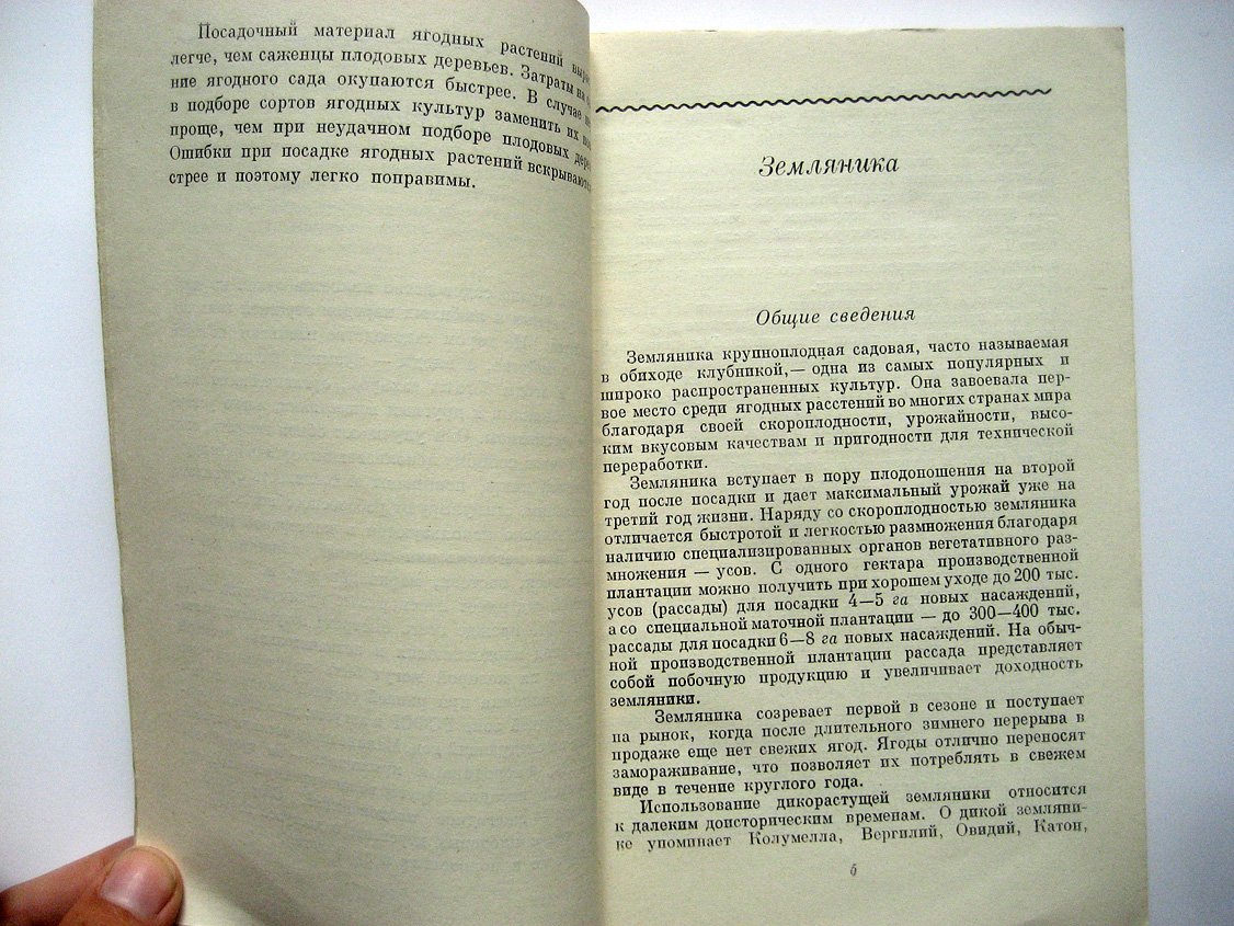 Резниченко А. Ягодный сад.