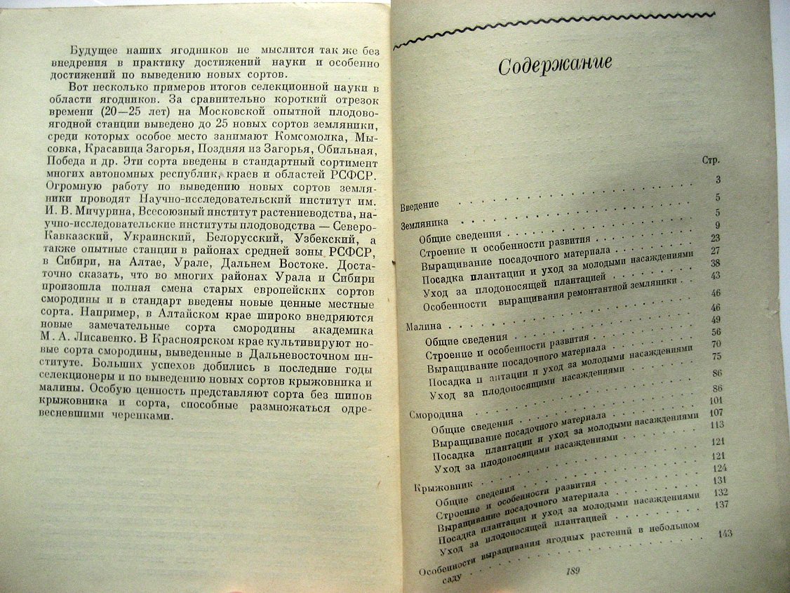 Резниченко А. Ягодный сад.