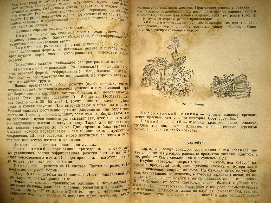 Аникин Л. Овощи.
