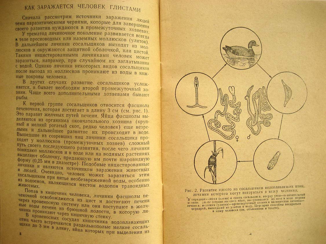 Смирнов Г. Берегись глистов.