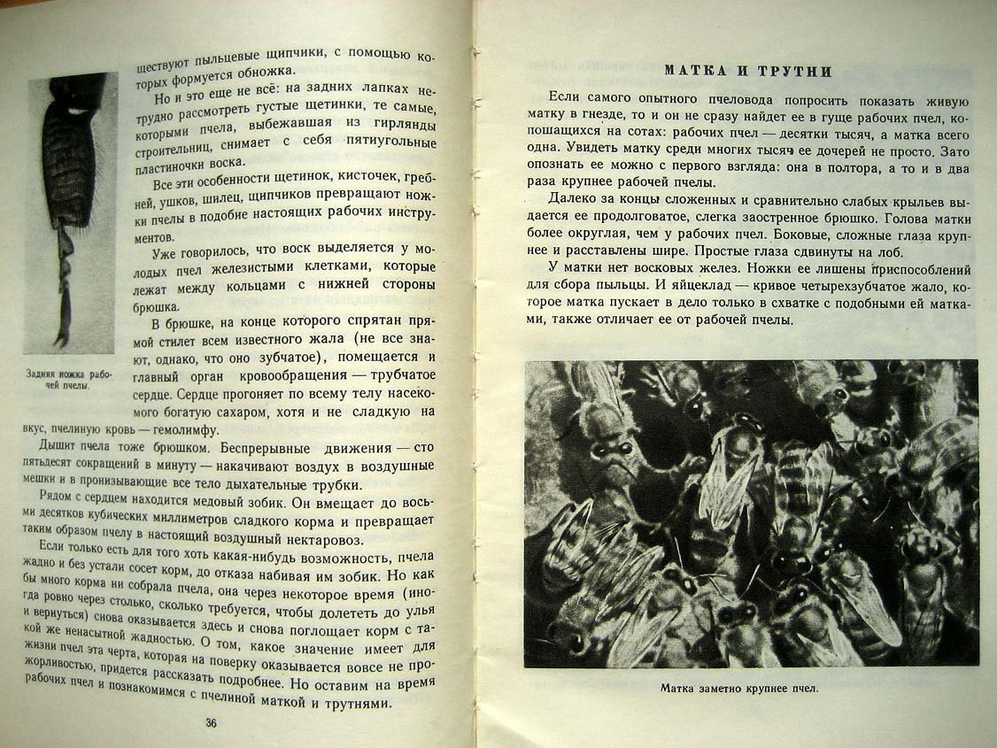 Халифман И. В мире пчел. Экскурсия на пасеку