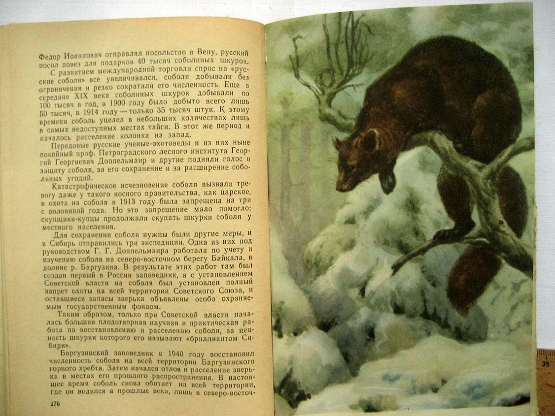 Строков В. Леса и их обитатели.