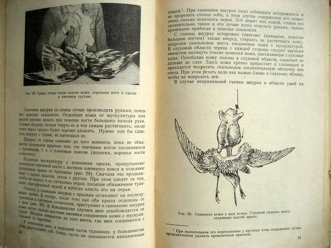 Туров С. Набивка чучел зверей и птиц.