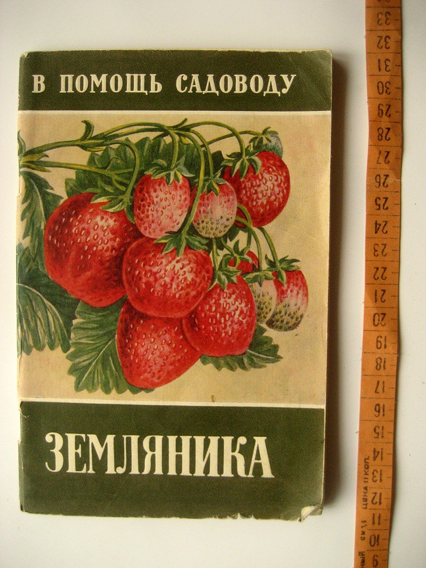 Михайлов И. Земляника.