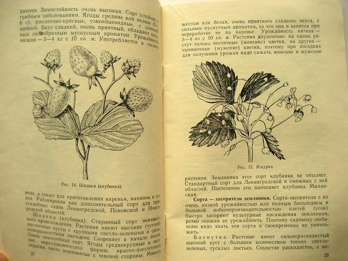 Михайлов И. Земляника.