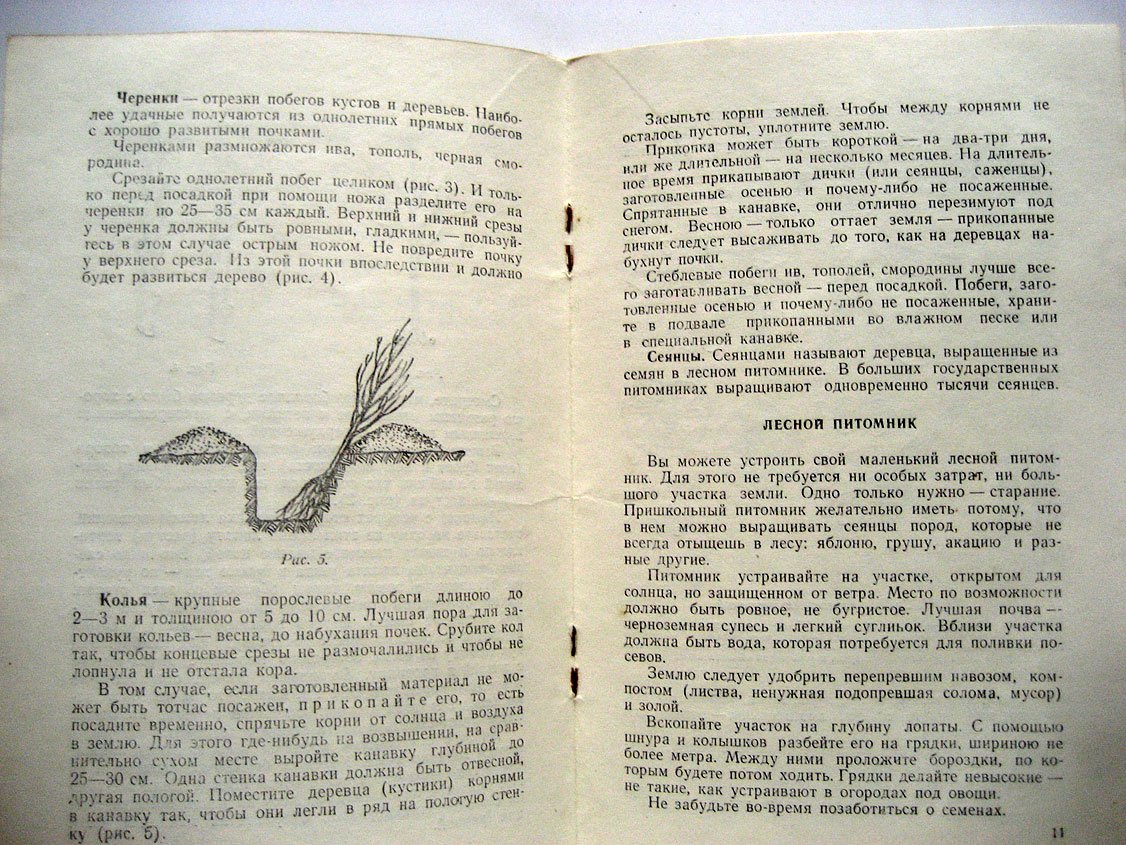Иванченко Н. Как сажать деревья.