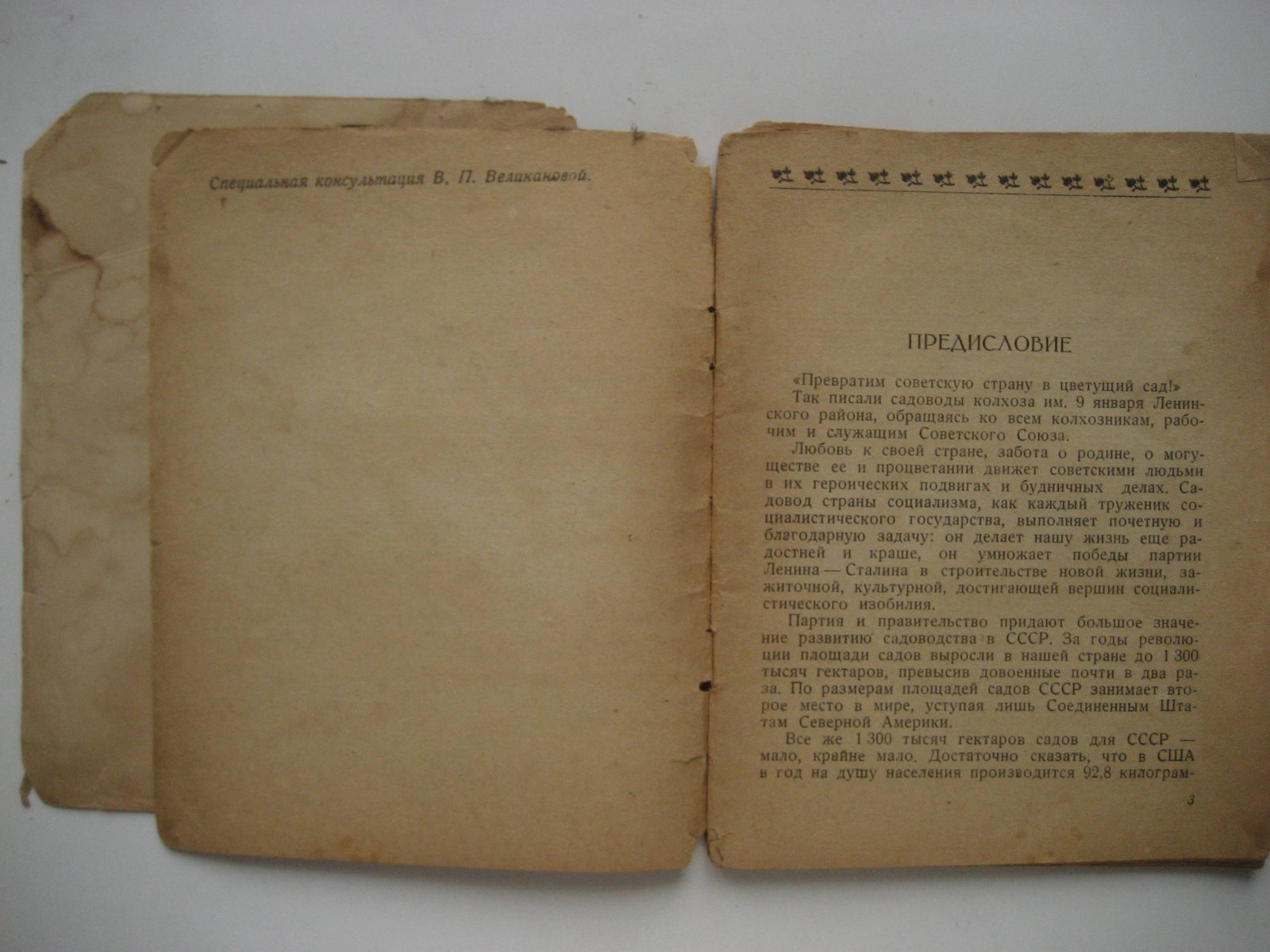Павлова М. Земляника.