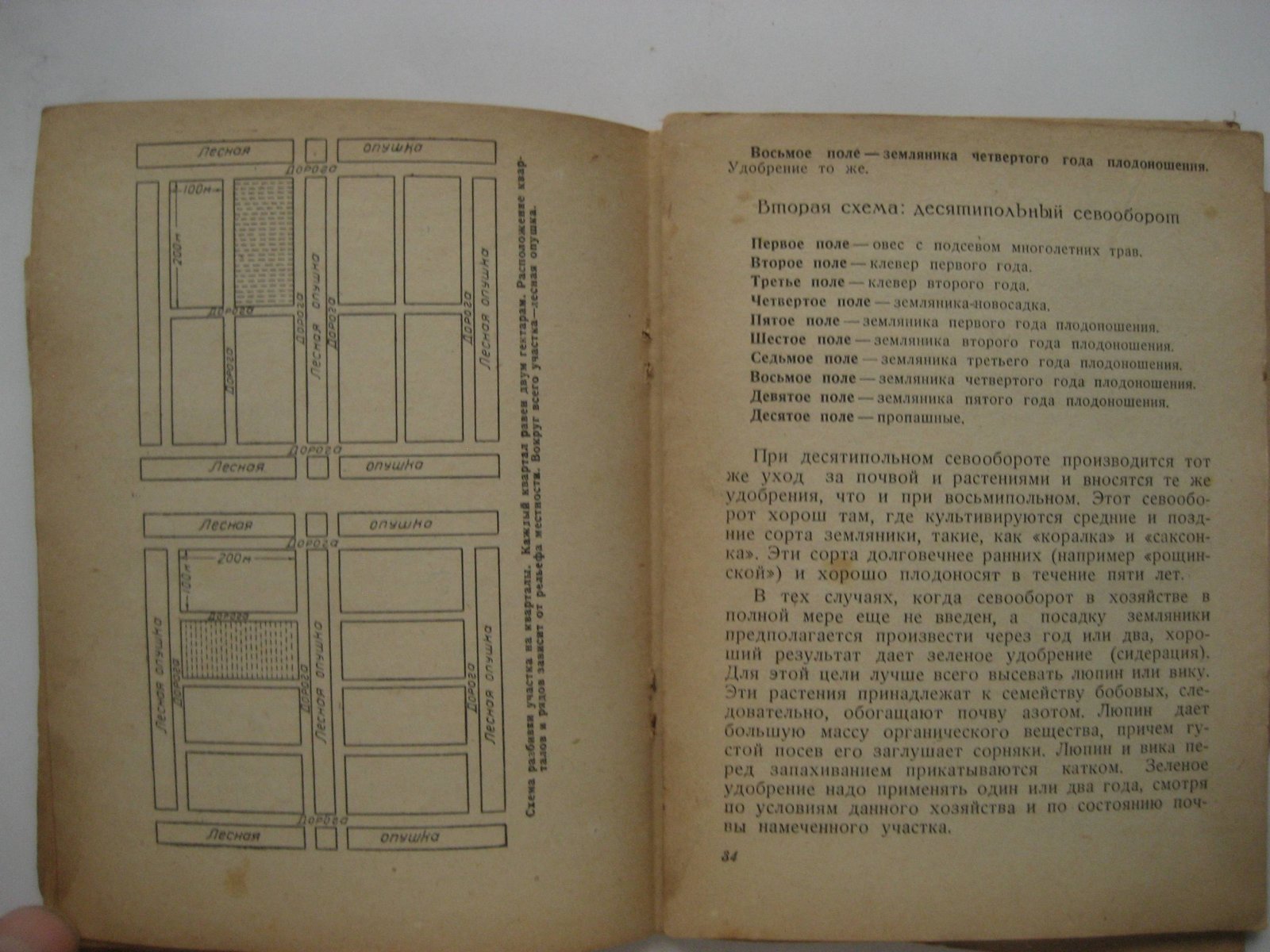 Павлова М. Земляника.