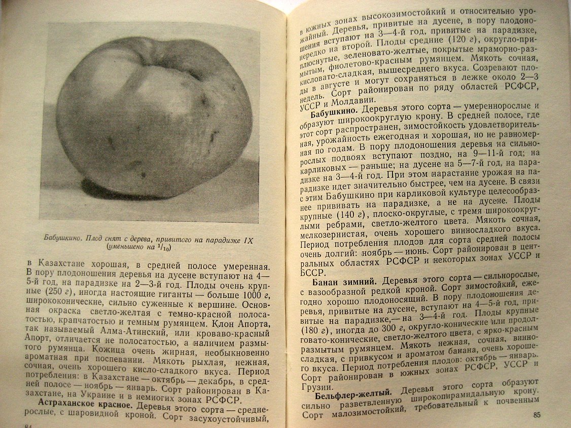 Смирнов В. Чудесные карлики.