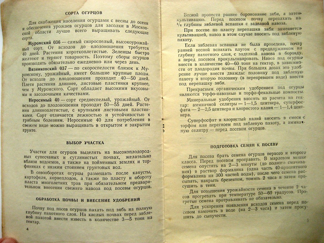 Огурцы.