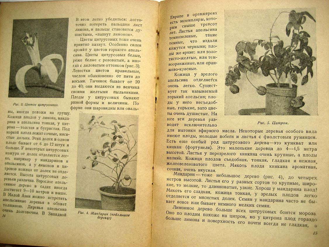 Ваганова В. Субтропики на окне.