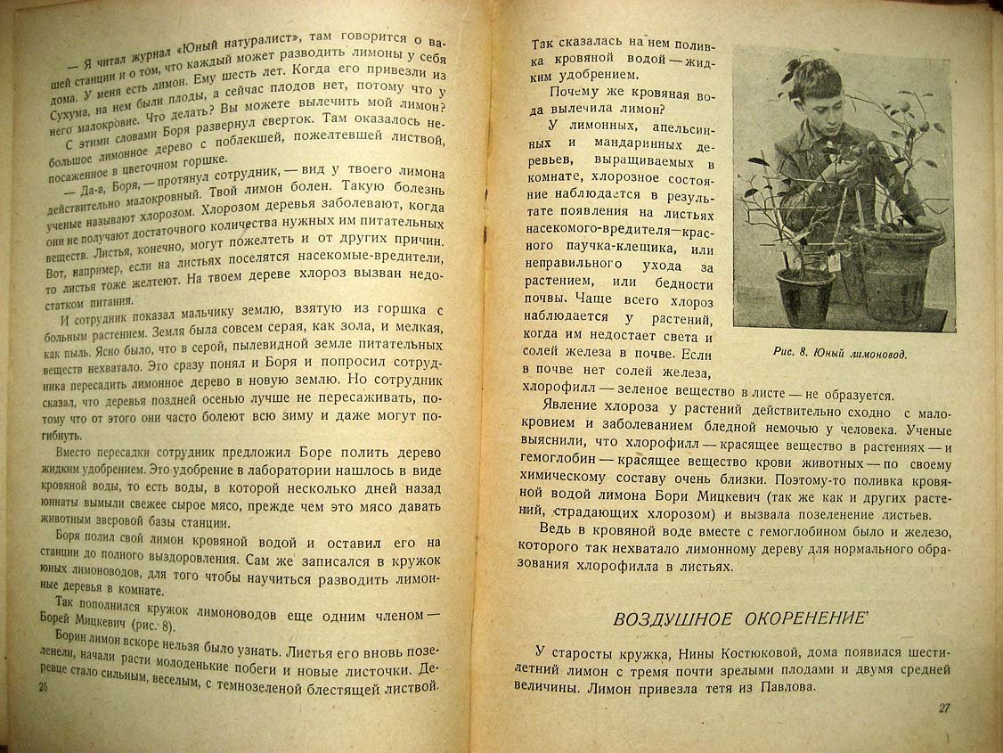 Ваганова В. Субтропики на окне.