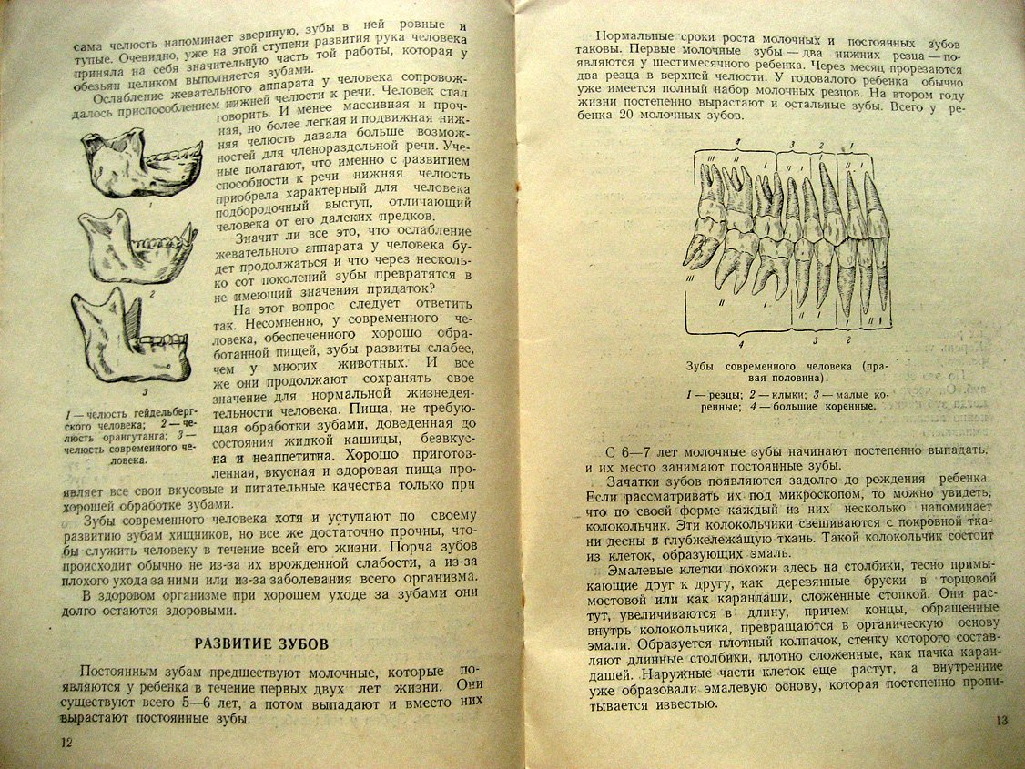 Студицкий А. Здоровые зубы.