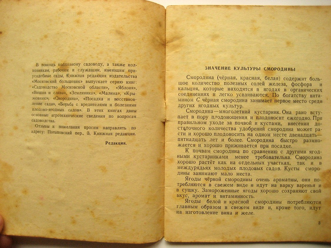 Павлова М. Смородина.