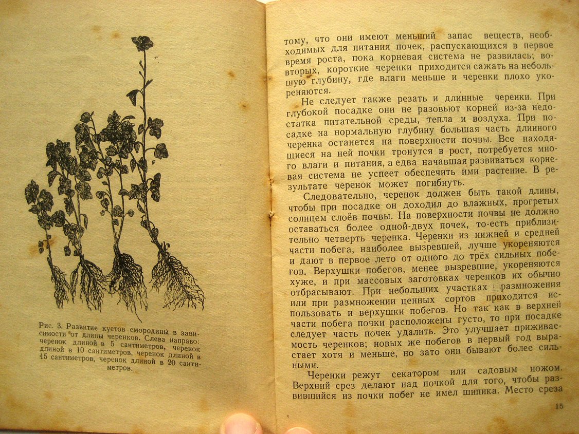 Павлова М. Смородина.