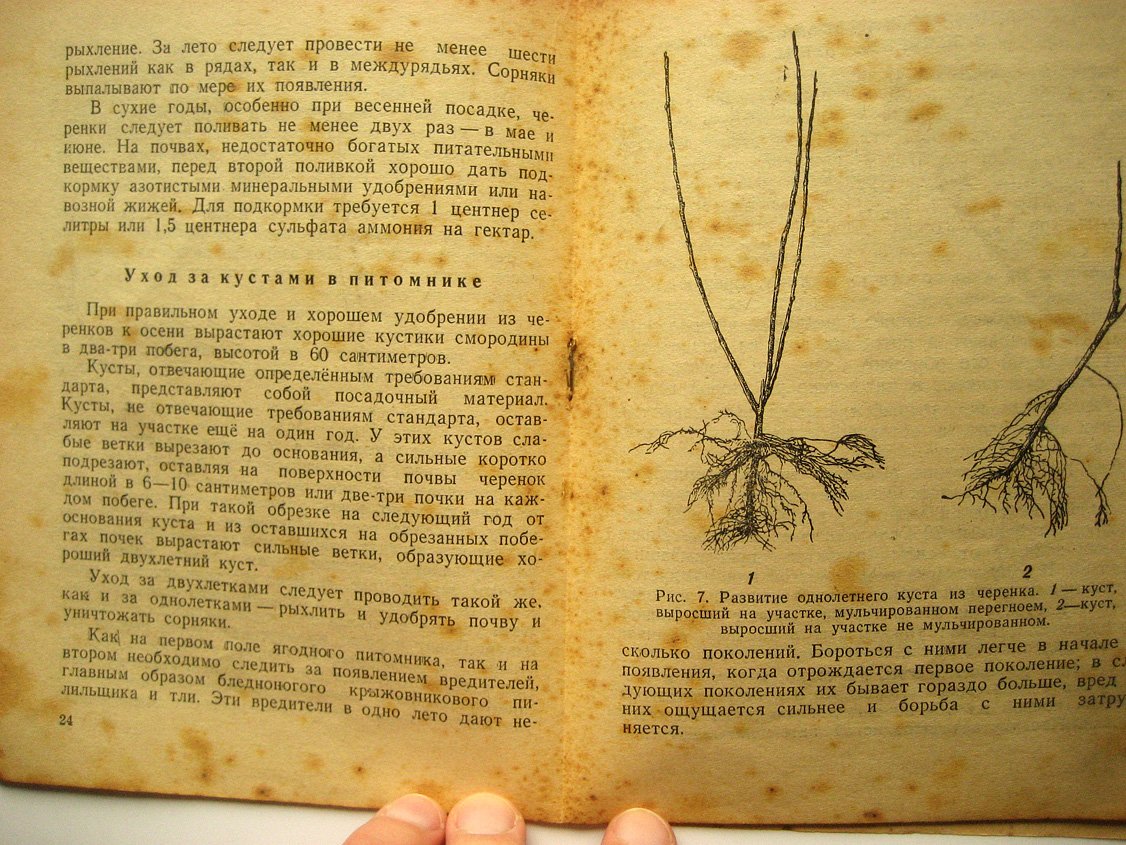 Павлова М. Смородина.