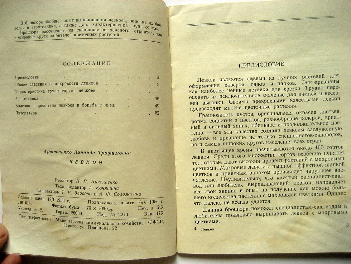 Артюшенко З. Левкои.