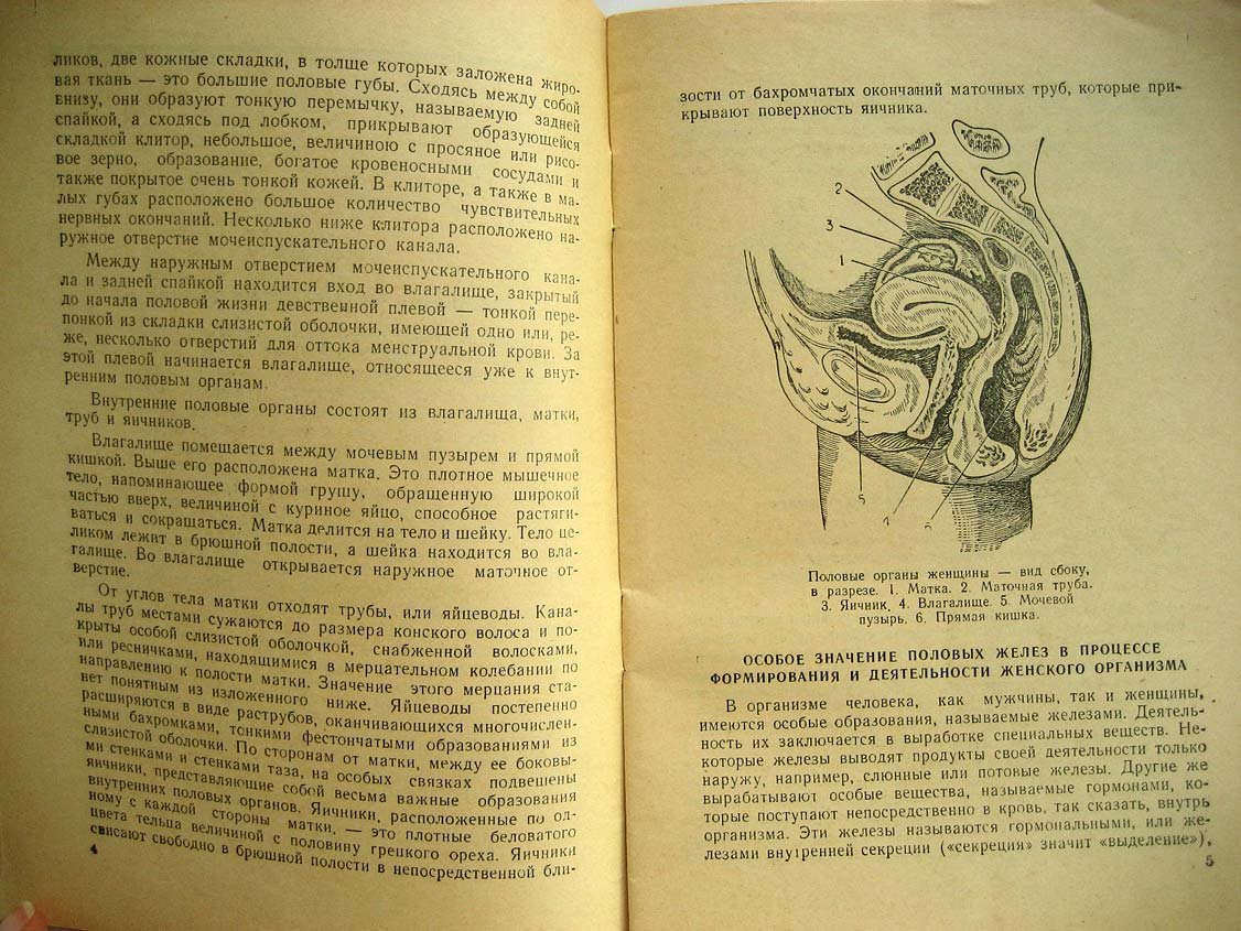 Сапожников В., Гранат Н. Особенности организма женщины. Гигиена беременной женщины