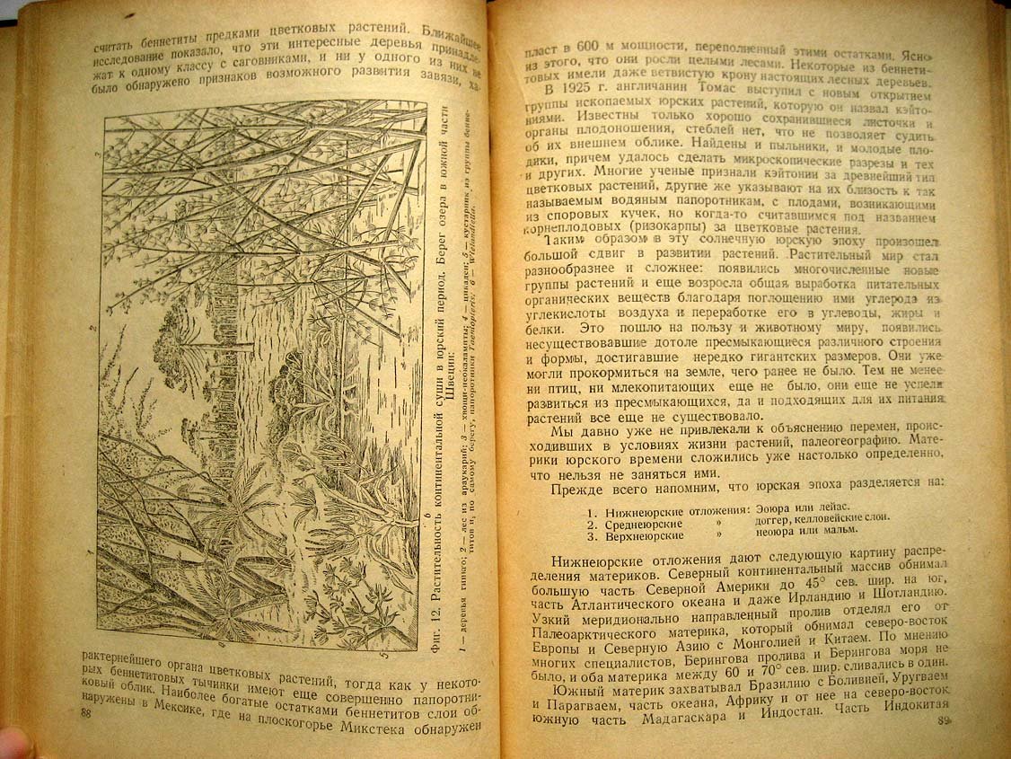 Комаров В. Происхождение растений.