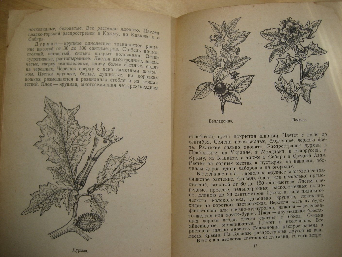 Яковлева П. Колорадский картофельный жук.