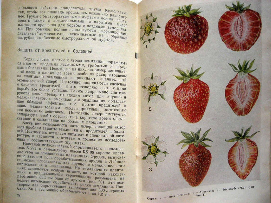Мюллер Х. Культура земляники.