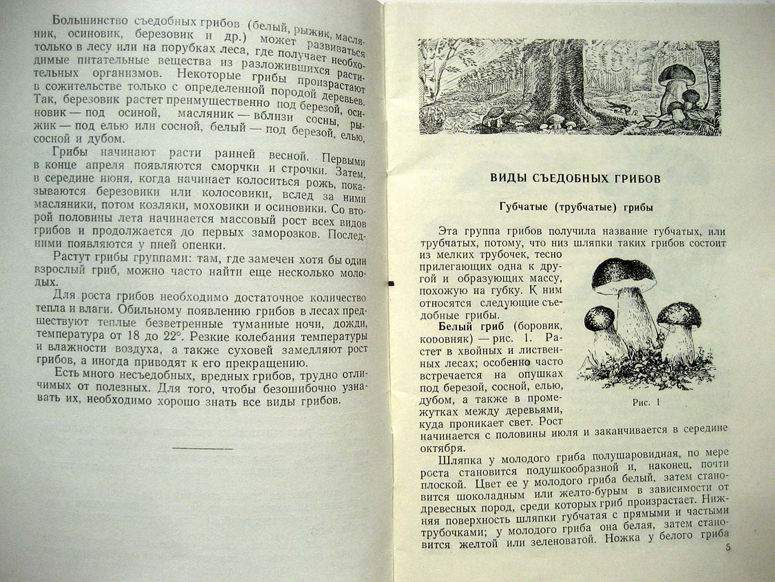 Лагутин И. Заготовка и переработка грибов.