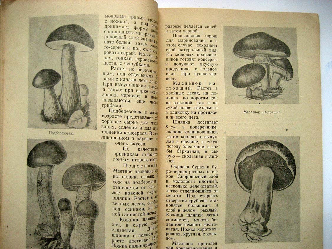 Захарич Ф. Пищевые грибы Белоруссии.