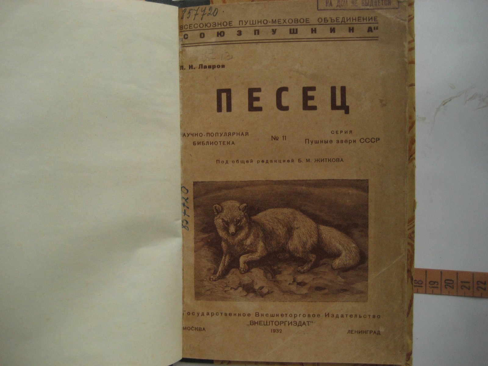 Лавров Н. Песец.