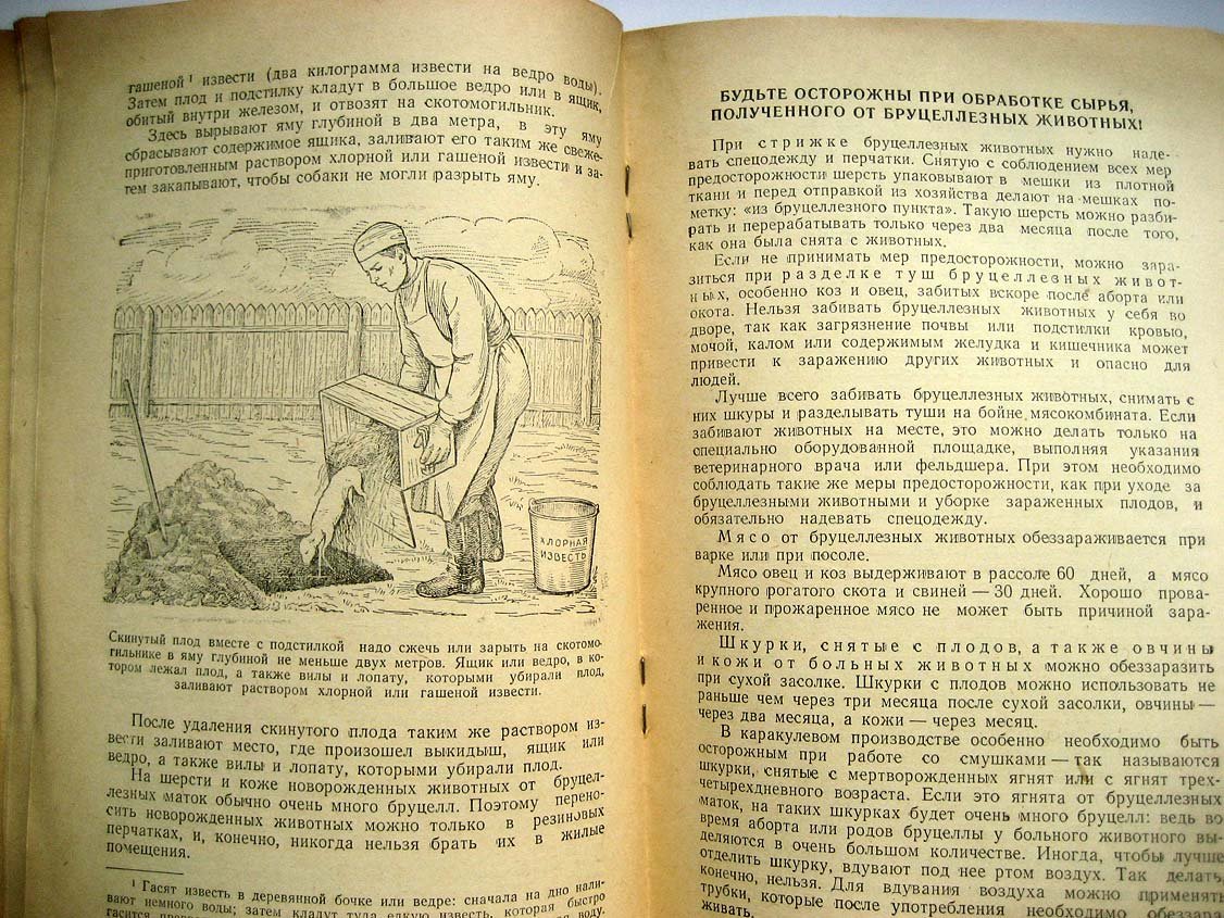 Голубева А. Как предупредить заболевания бруцеллезом.