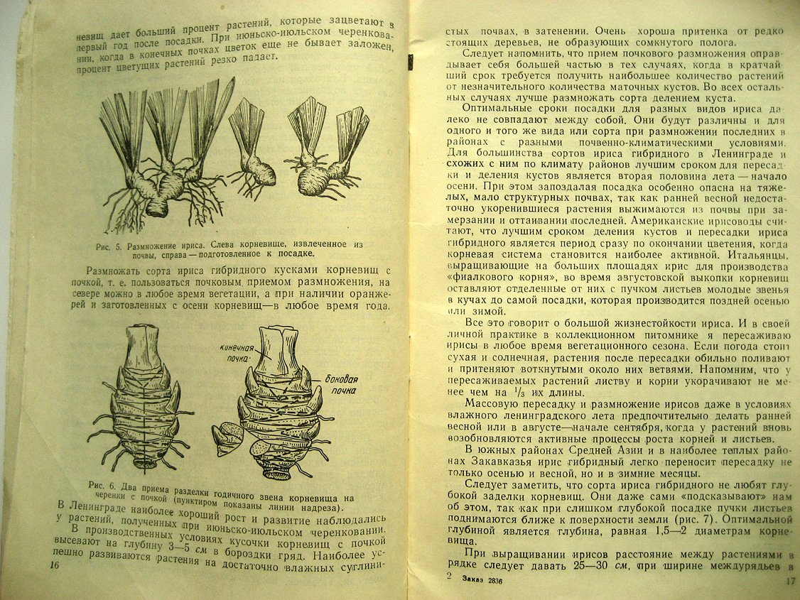 Родионенко Г. Ирисы.