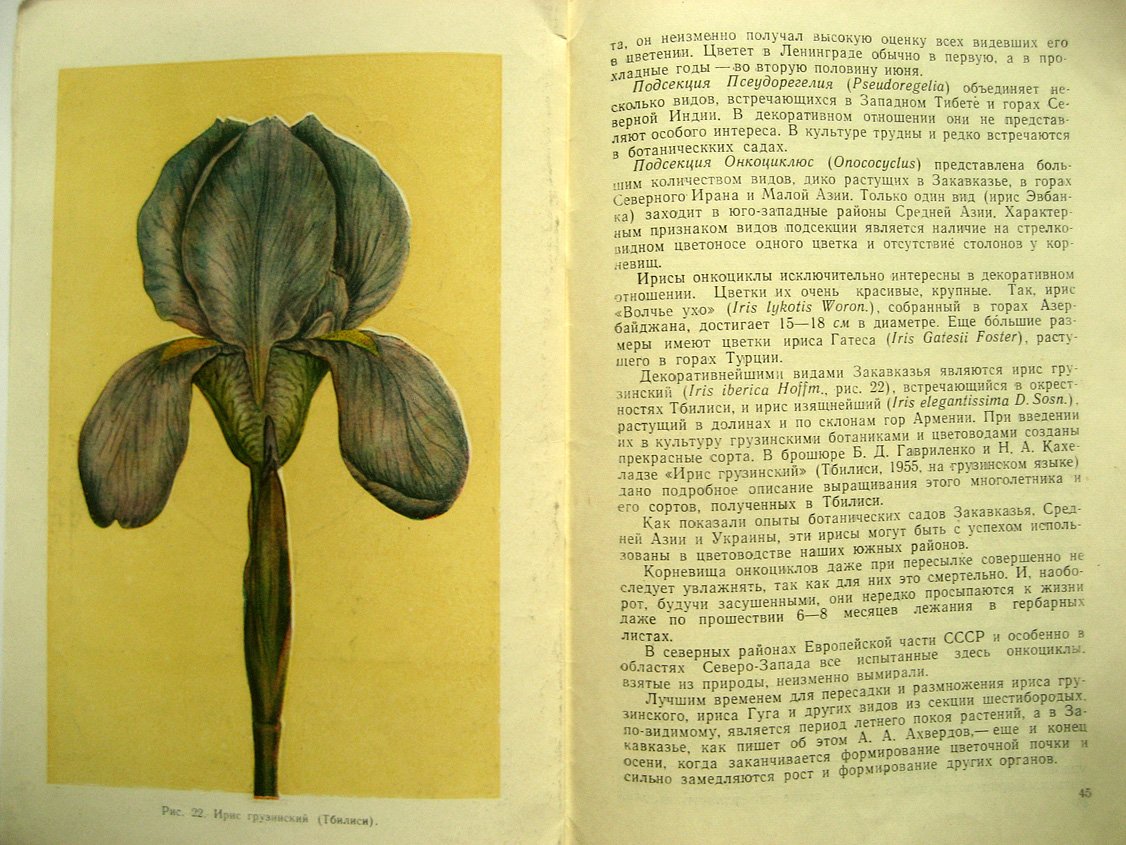 Родионенко Г. Ирисы.