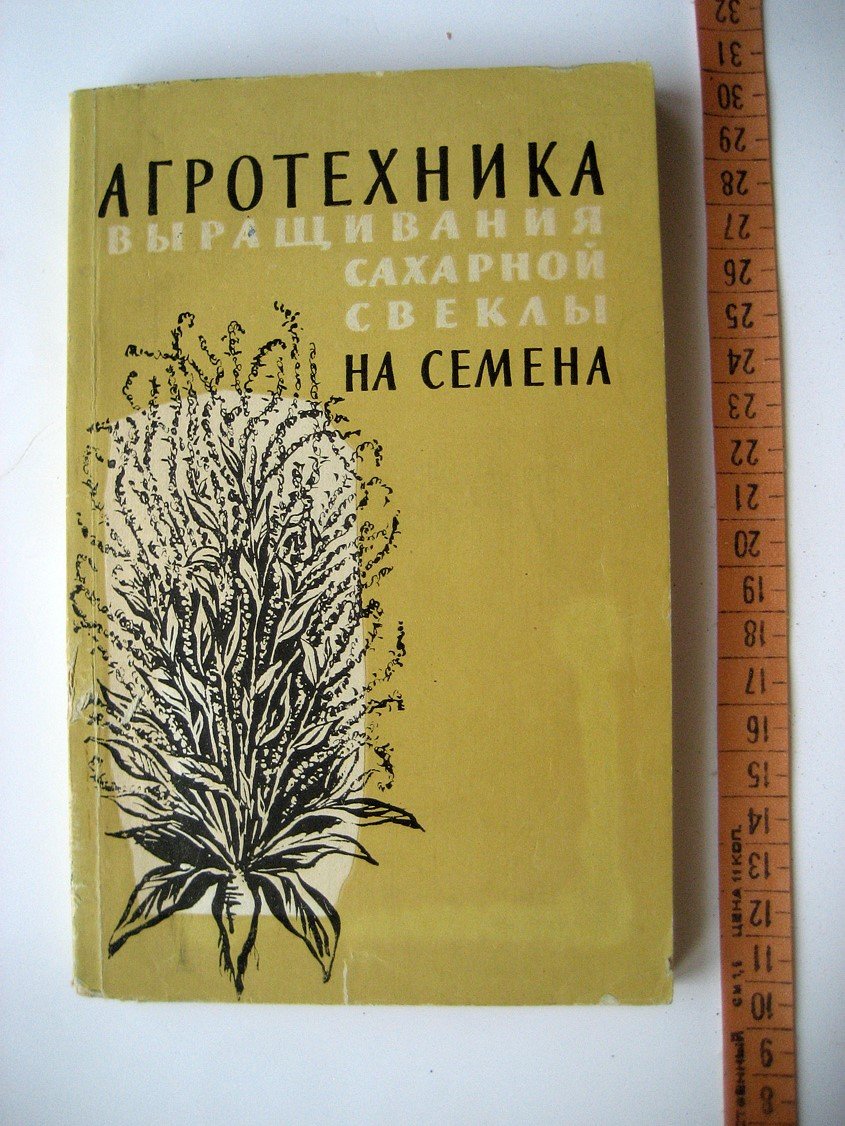 Агротехника выращивания сахарной свеклы на семена.