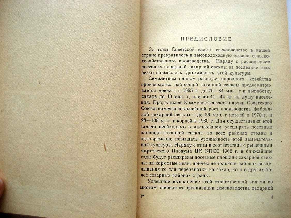Агротехника выращивания сахарной свеклы на семена.
