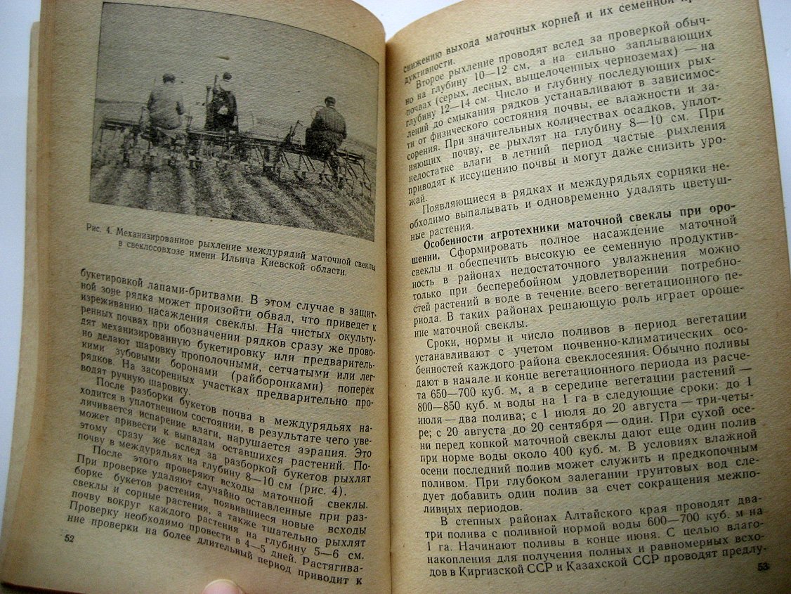 Агротехника выращивания сахарной свеклы на семена.