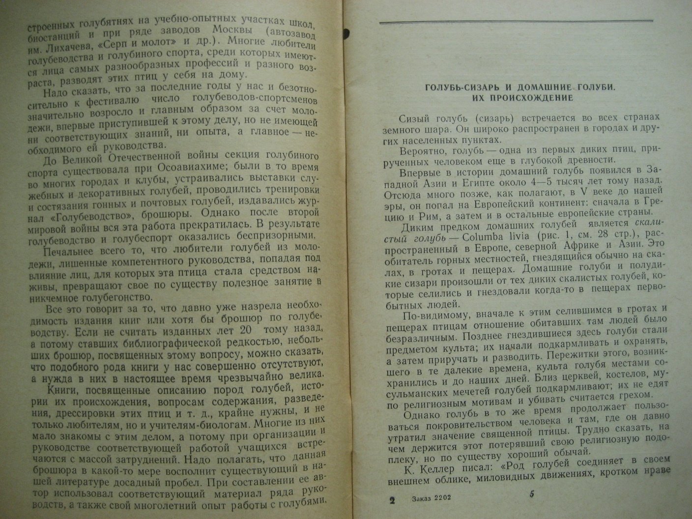 Рычин Ю. Голуби.