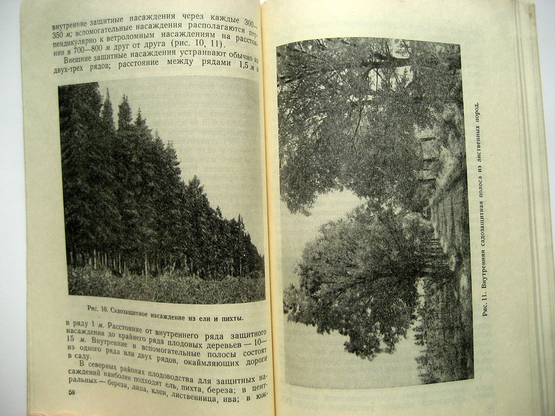 Лихонос Ф. Яблоня.