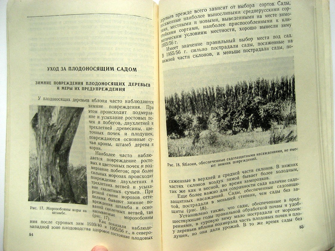 Лихонос Ф. Яблоня.