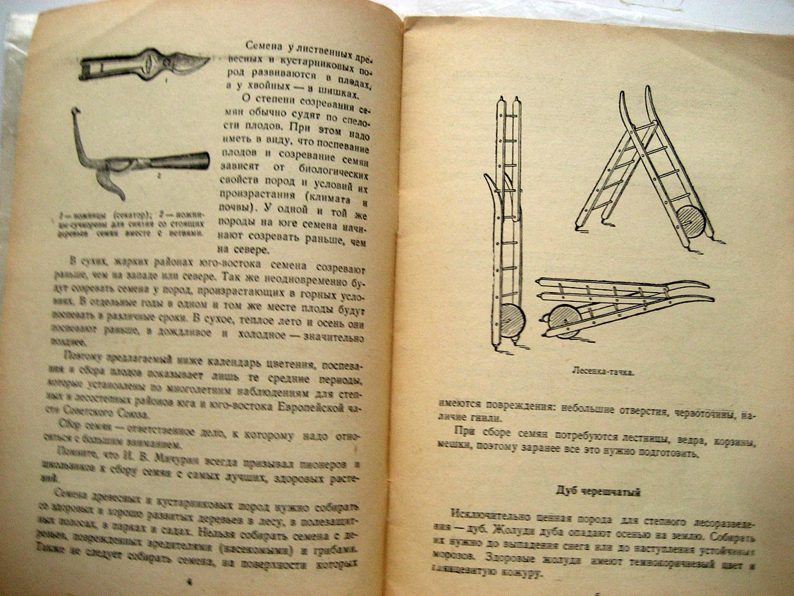Минин Д. Собирайте семена деревьев и кустарников.