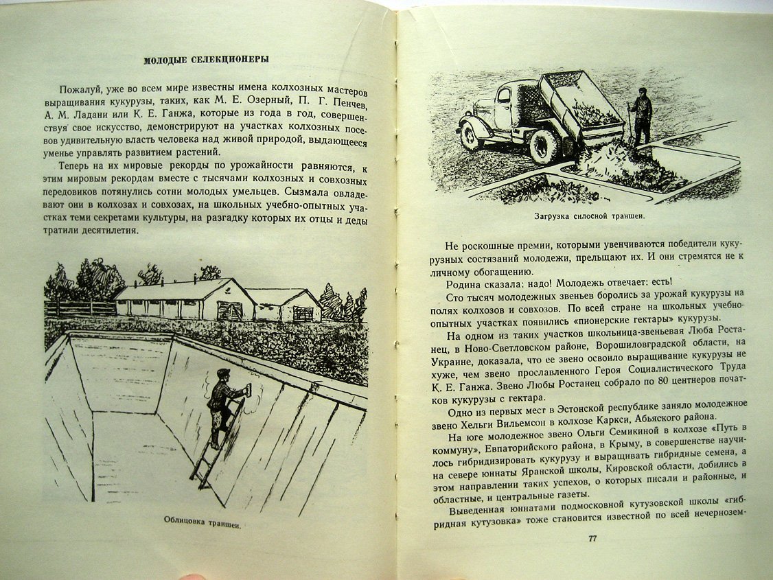 Гришин Д. История початка и ее продолжение (кукуруза).