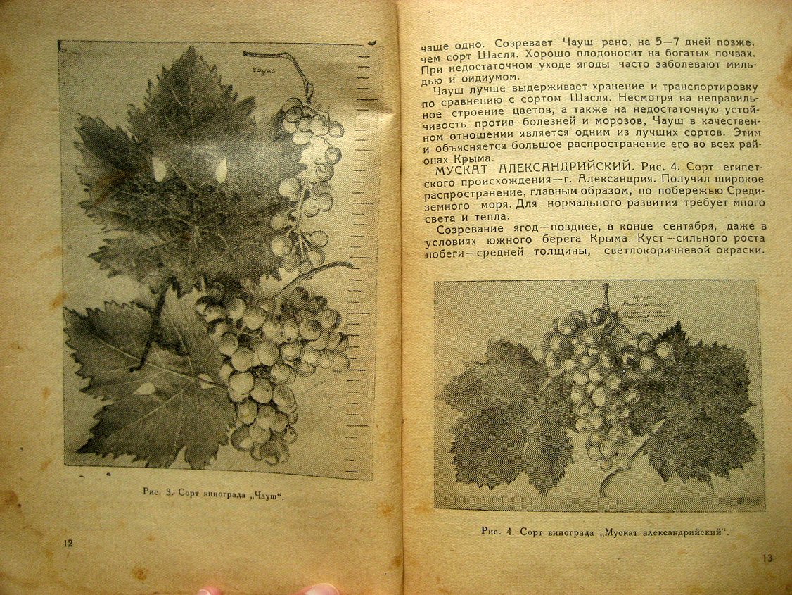 Болгарев П. Столовые сорта винограда. Сбор, сортировка упаковка и транспортировка