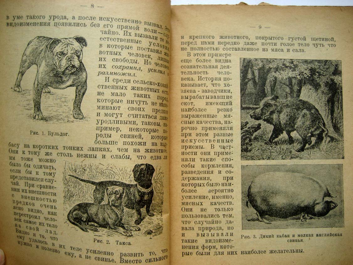 Богданов Е. Как создается хороший скот.