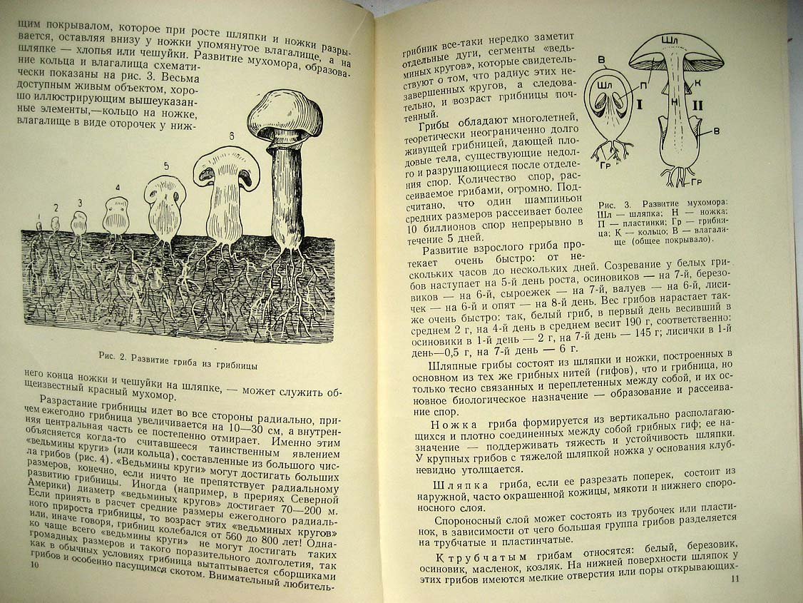 Орлов Н. О грибах.