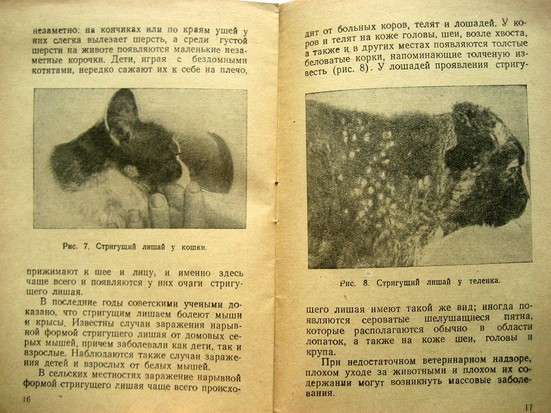 Ариевич А. Грибковые заболевания кожи. Стригущий лишай и парша