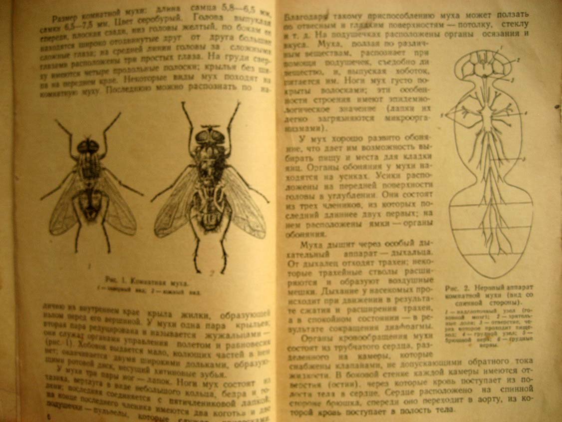 Вашков В. Мухи и борьба с ними.