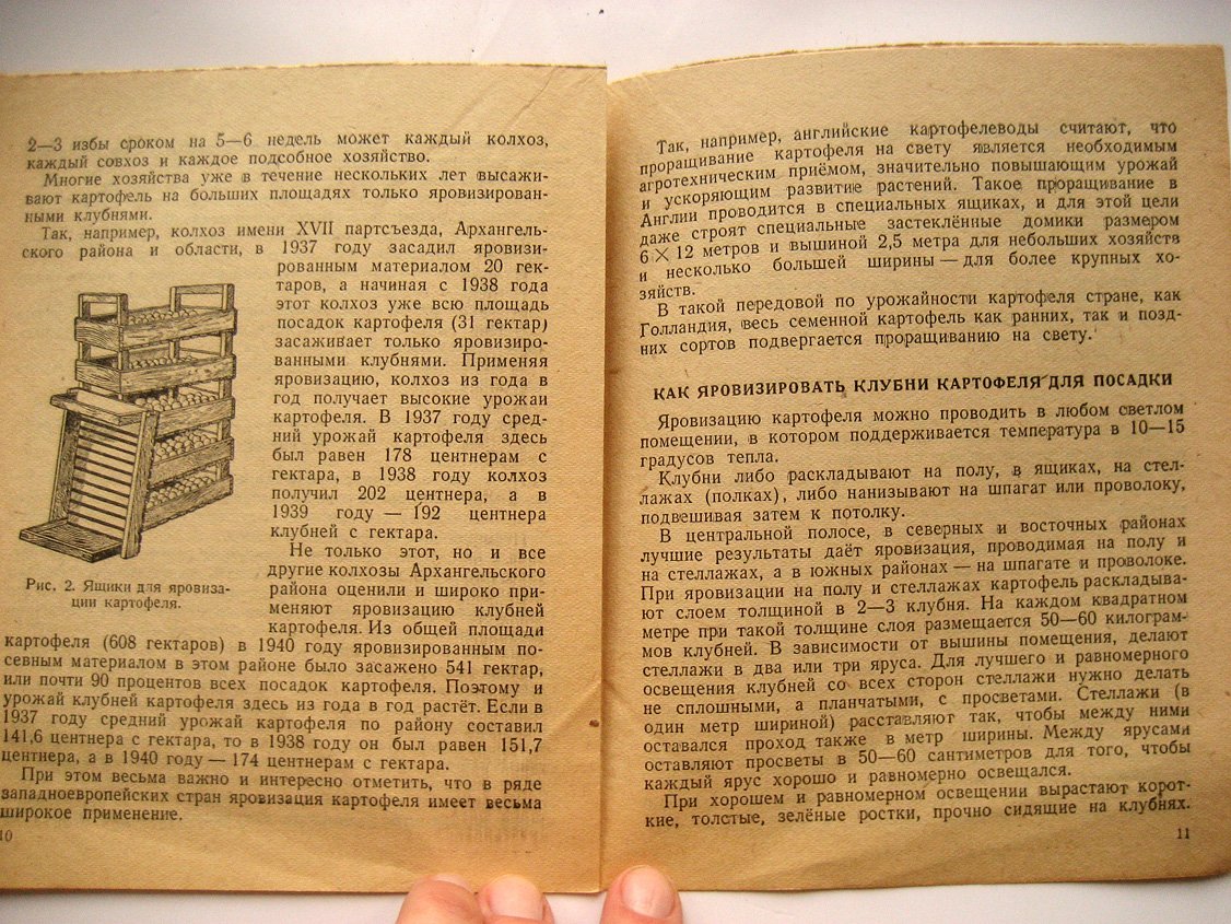Арнаутов В. Яровизация повышает урожай картофеля.