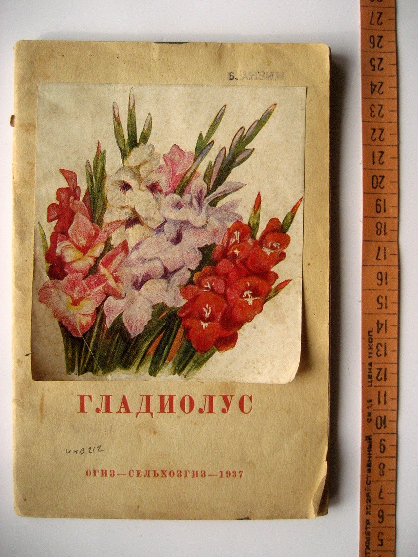 Рокуэлл Ф. Гладиолус.