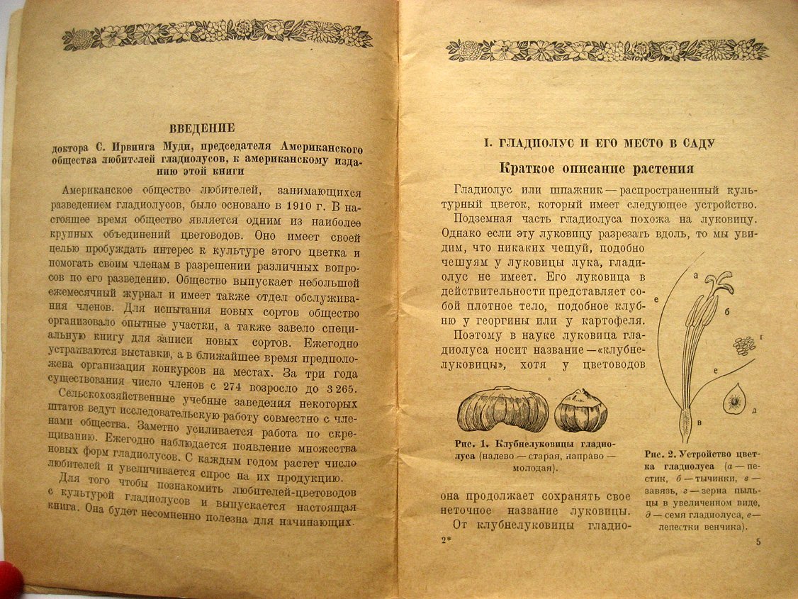 Рокуэлл Ф. Гладиолус.